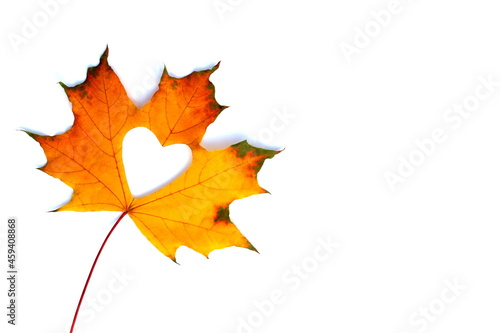 Autumn yellow maple leaf lies on a white isolated background. A heart is cut inside the sheet.
