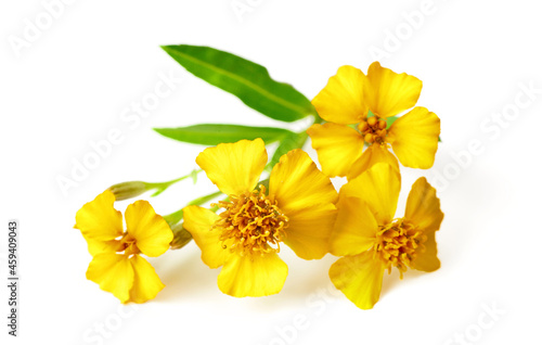 fresh Mexican marigold flowers isolated on white background photo