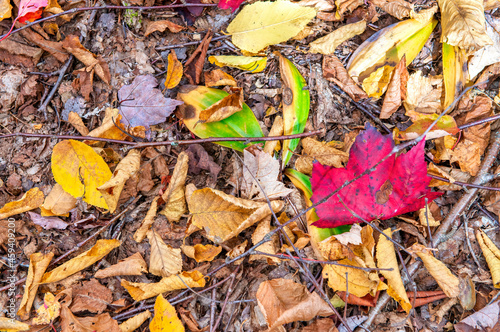 Colorful leaves on the ground in foliage season.