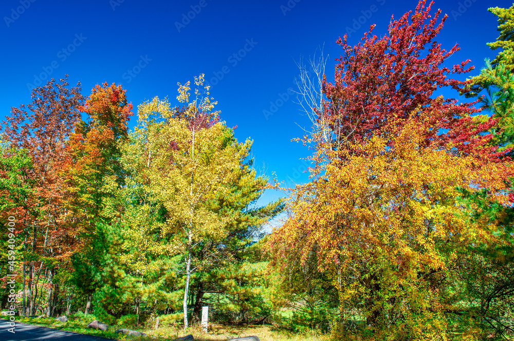 Acadia National Park trees during foliage season, Maine, New England - USA.