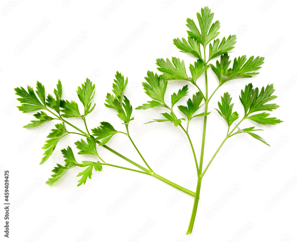fresh flat-leaf parsley herb isolated on white background, top view fresh flat-leaf parsley herb isolated on white background, top view