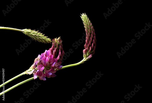 Astragalus epiglottis is a species of herbaceous plant belonging to the legume family. Found in Europe and North Africa, common name Triangle-pod Milkvetch photo
