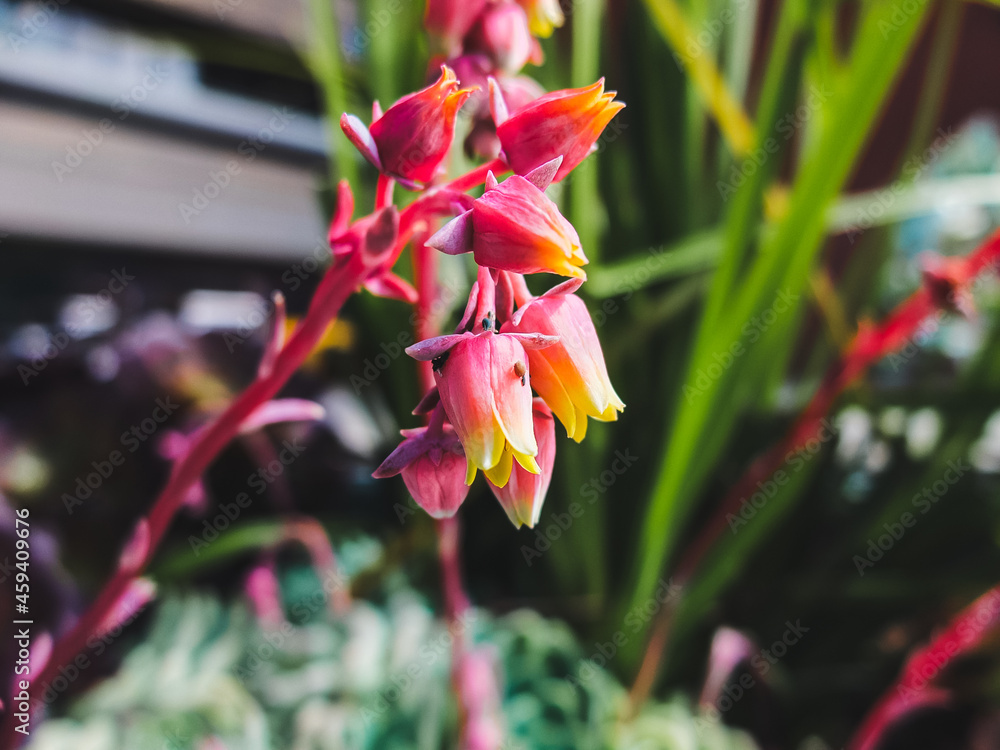 red and yellow flower