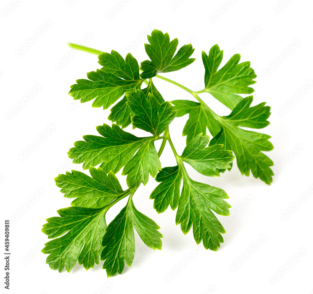 fresh flat-leaf parsley herb isolated on white background fresh flat-leaf parsley herb isolated on white background