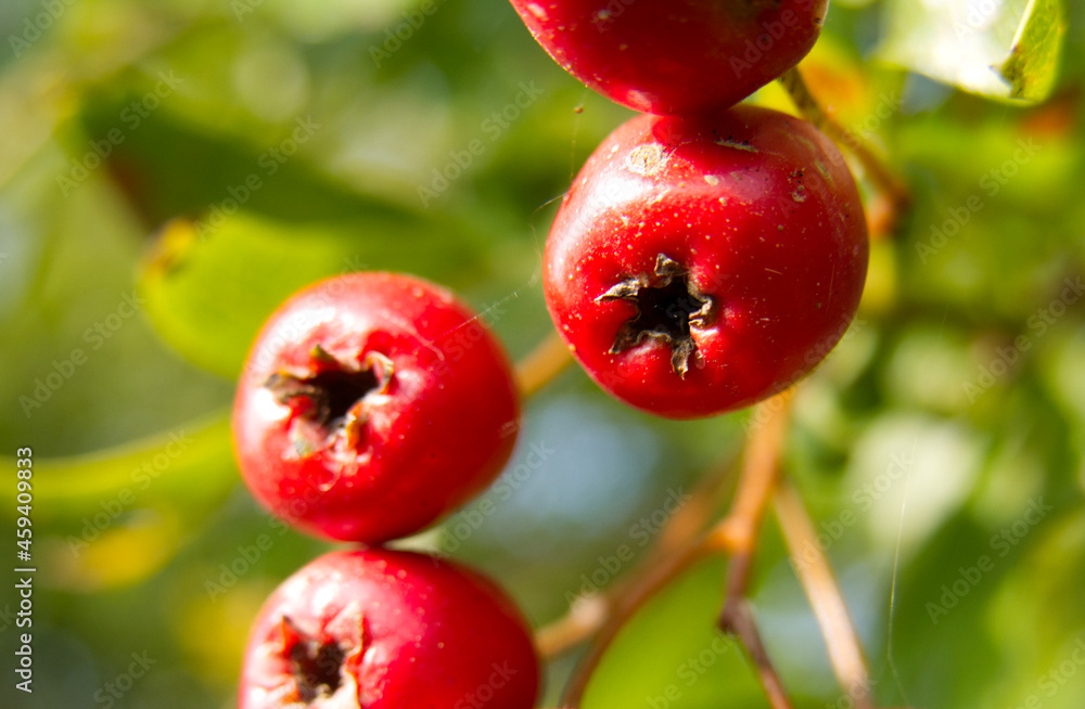Macro close-up of haws (hawthorn berries, Crataegus) growing in a hedgerow Macro close-up of haws (hawthorn berries, Crataegus) growing in a hedgerow
