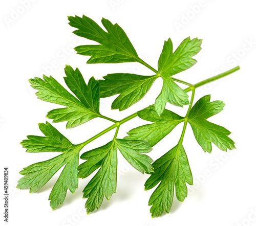 fresh flat-leaf parsley herb isolated on white background