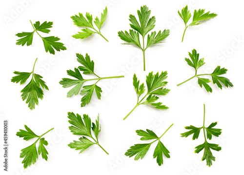 fresh flat parsley isolated on white background, top view