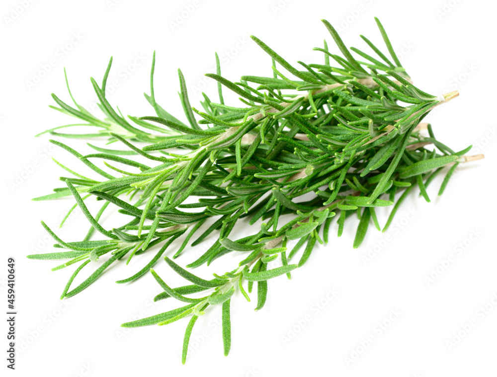 fresh rosemary isolated on white background fresh rosemary isolated on white background