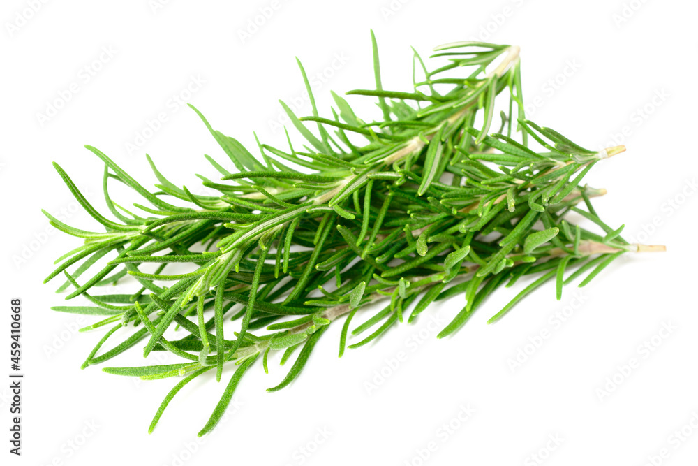 fresh rosemary isolated on white background fresh rosemary isolated on white background
