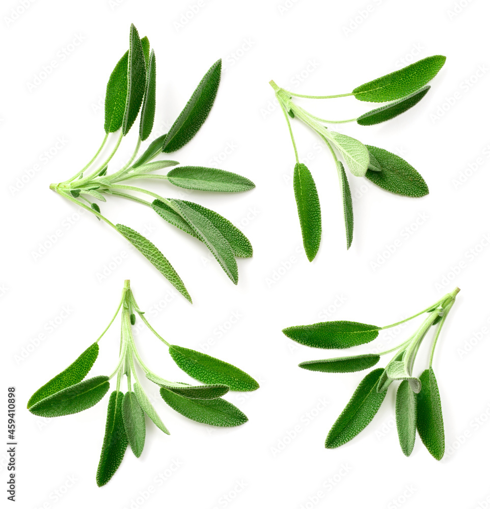 collection of fresh sage herb isolated on white background, top view