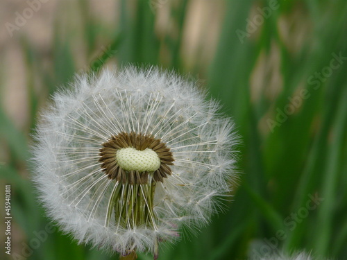 dandelion on green background