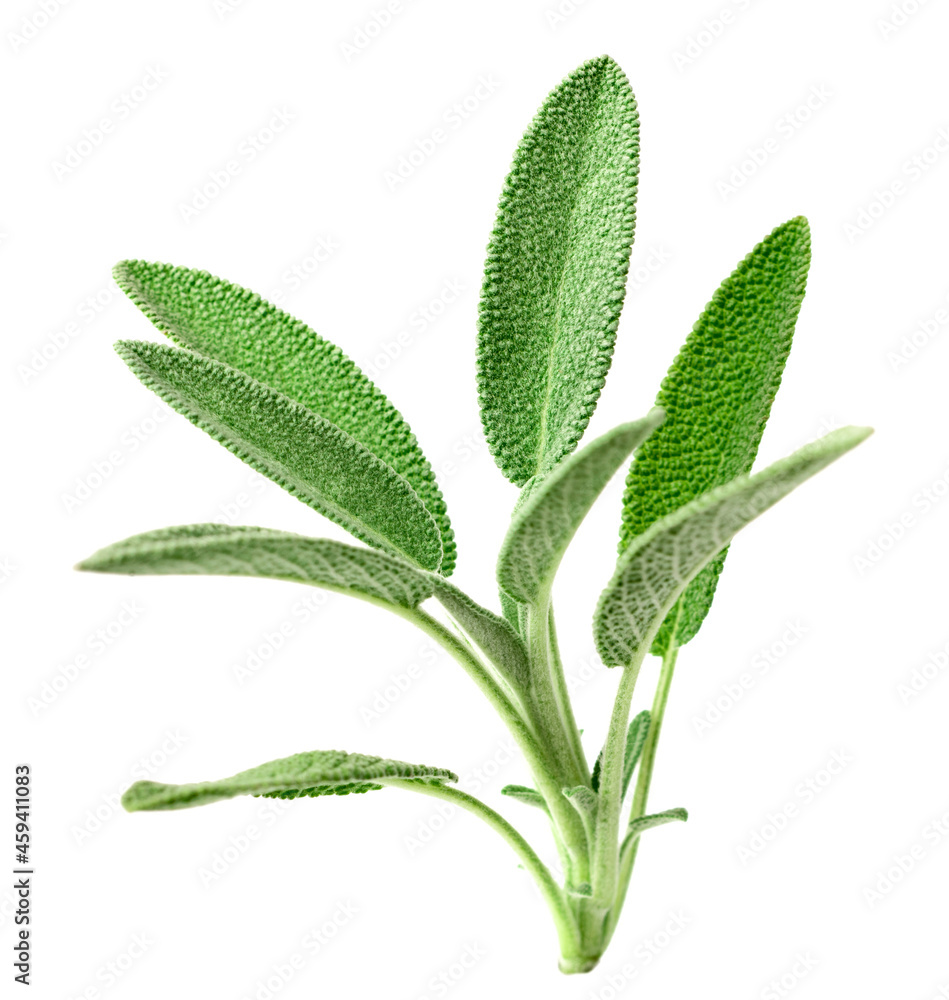 fresh sage herb isolated on white background fresh sage herb isolated on white background