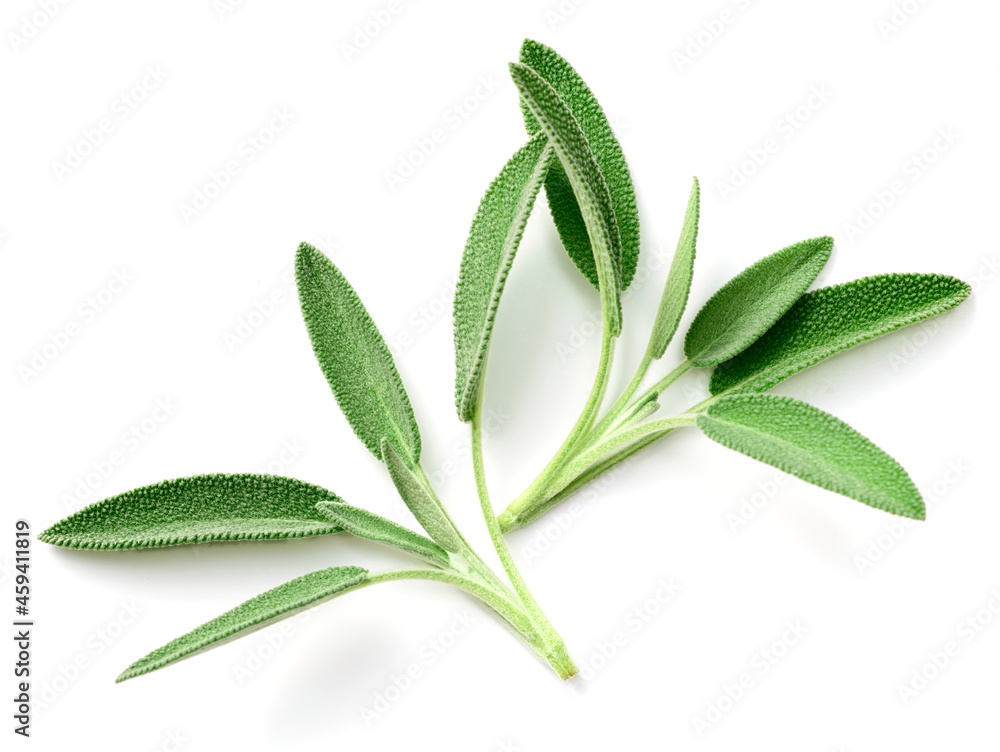 fresh sage herb isolated on white background, top view fresh sage herb isolated on white background, top view