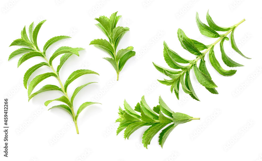 fresh stevia isolated on white background, top view