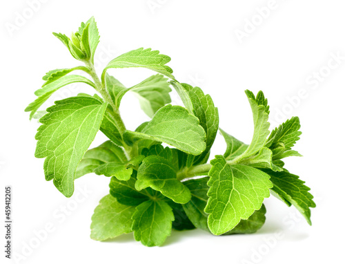 fresh stevia isolated on white background