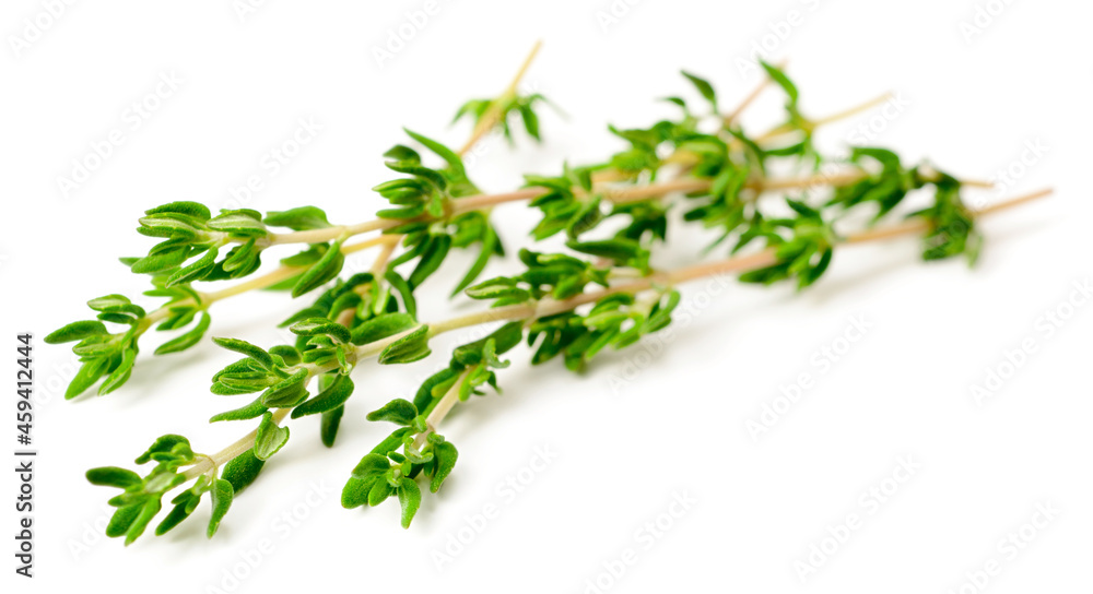 fresh thyme isolated on white background fresh thyme isolated on white background