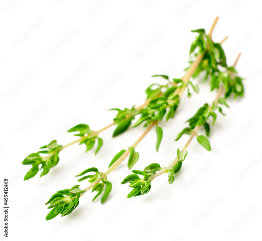 fresh thyme isolated on white background fresh thyme isolated on white background