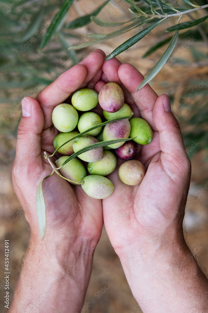 Farmer harvests olives from olive trees Farmer harvests olives from olive trees