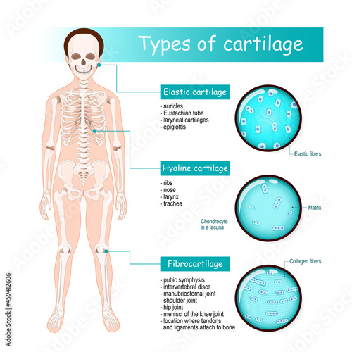Types of cartilage. Human skeleton