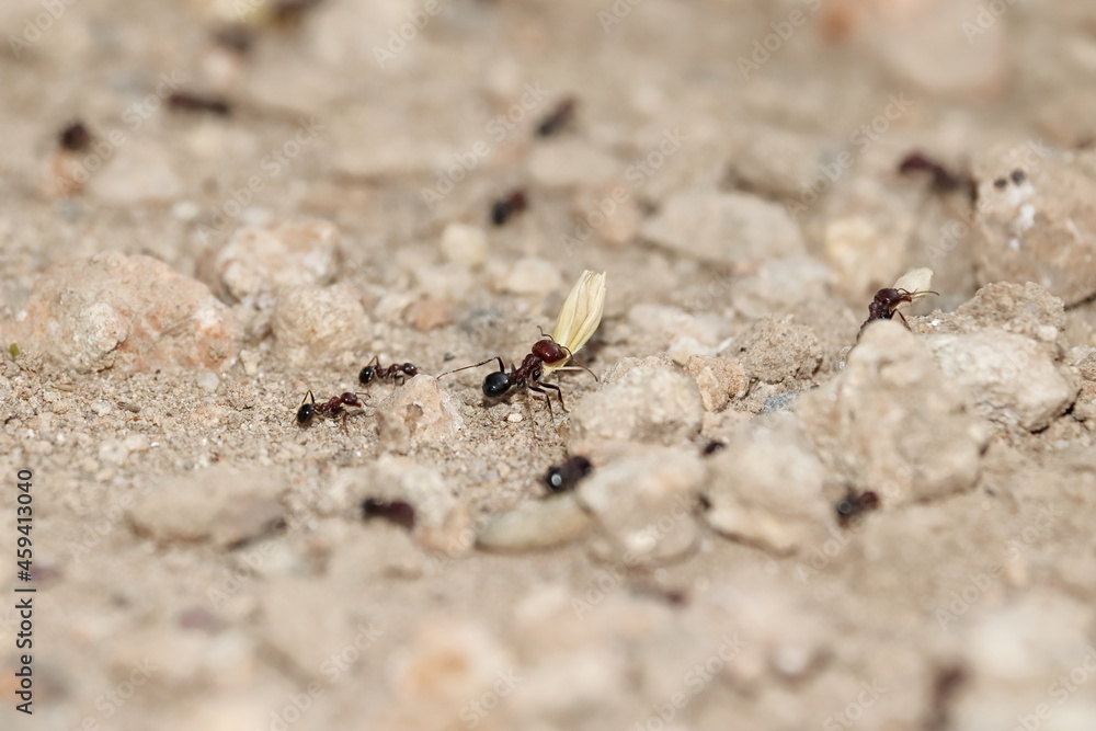 An ant carrying wheat husk from the field An ant carrying wheat husk from the field