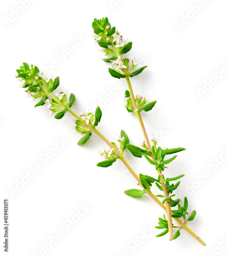 fresh thyme with flowers isolated on white background, top view