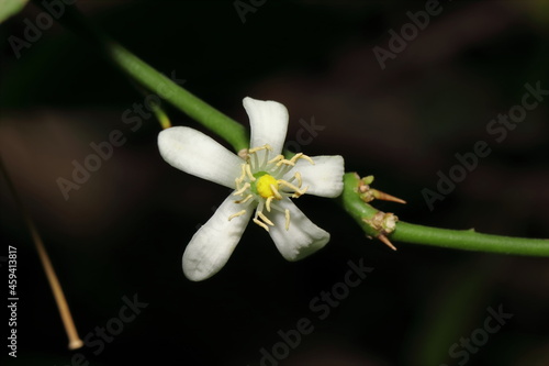 Fototapeta Naklejka Na Ścianę i Meble -  White Flower of Organic Hybrid Improved Species lemon Tree growing on black isolated low key background