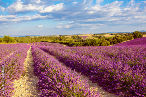 Beautiful blooming purple lavender fields near Valensole in Provence  France. Typical traditonal provencal landscape on sunset with blossoming flowers