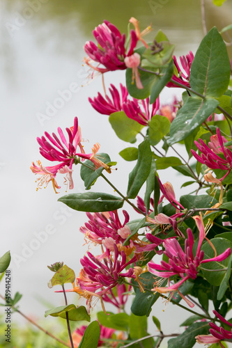 creeper plant with pink blossoms, Lonicera photo