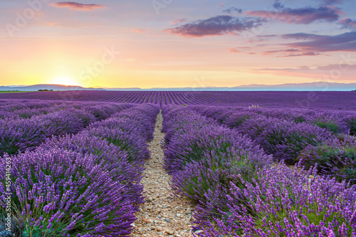 Beautiful blooming purple lavender fields near Valensole in Provence, France. Typical traditonal provencal landscape on sunset with blossoming flowers. Warm light