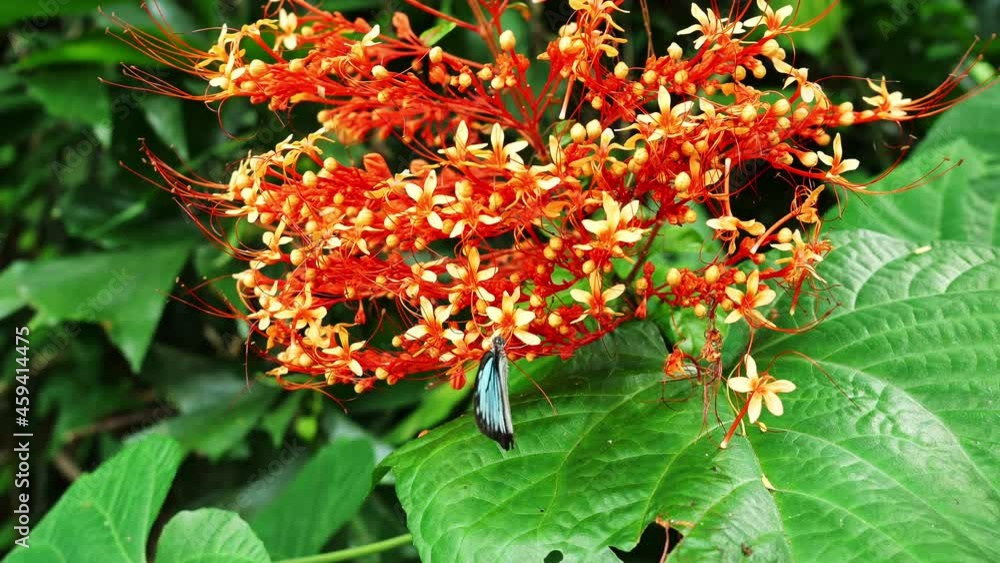 Ixora Cibdela Craib blossom with The Common Wanderer butterfly suck nectar from pollen, Black pattern on blue wing of tropical insect in Thailand Ixora Cibdela Craib blossom with The Common Wanderer butterfly suck nectar from pollen, Black pattern on blue wing of tropical insect in Thailand