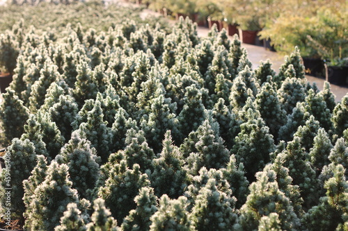 Spruces in a plant nursery