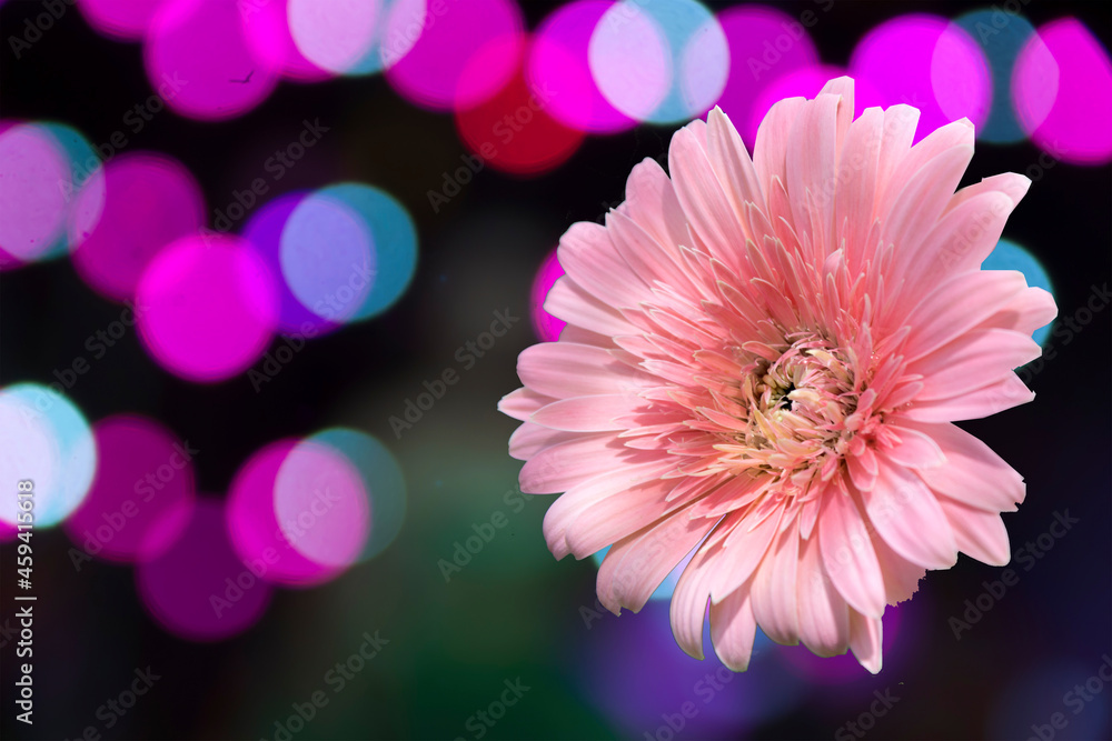 pink gerbera flower bokeh blur background