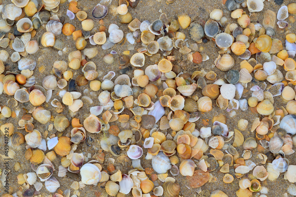 background of seashells covered with sand on the seashore, sandy beach background of seashells covered with sand on the seashore, sandy beach