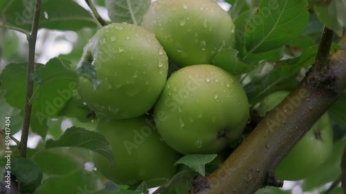 Apple tree with green apples close-up in sunlight after rain drops in the wind. Green apples grow on a branch.