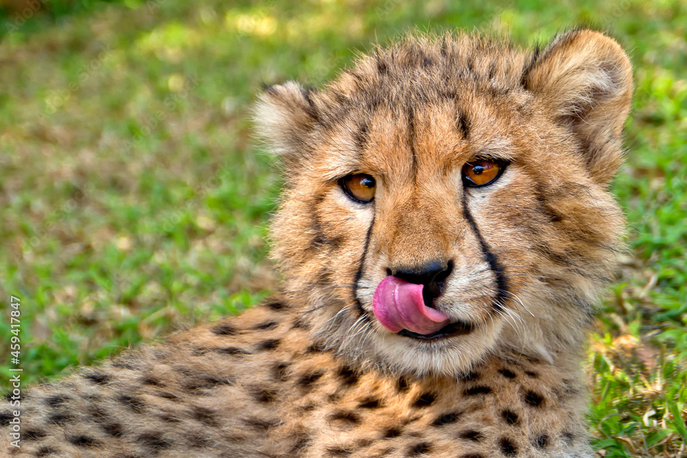 Cheetah, Acinonyx jubatus, Wildlife Reserve, South Africa, Africa Cheetah, Acinonyx jubatus, Wildlife Reserve, South Africa, Africa