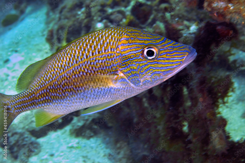 White Grunt, Common Grunt, Haemulon plumierii, Coral Reef, Caribbean Sea, Playa Giron, Cuba White Grunt, Common Grunt, Haemulon plumierii, Coral Reef, Caribbean Sea, Playa Giron, Cuba