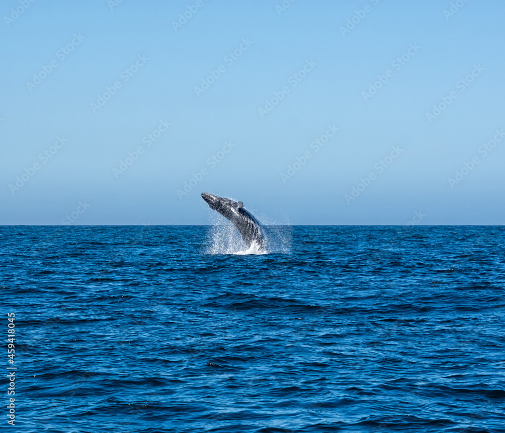 Fototapeta premium Humpback Whale Breaching