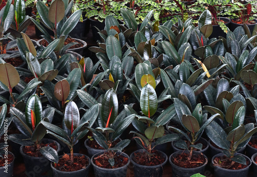 Rows of potted rubber tree (ficus elastica tineke) in the tropical garden. photo