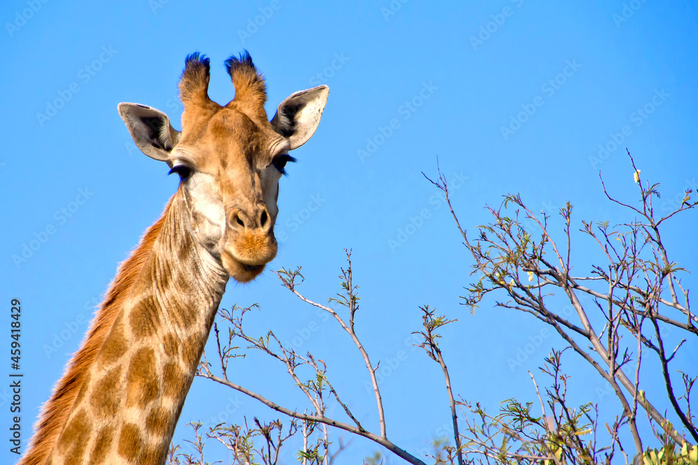 Giraffe, Giraffa camelopardis, Wildlife Reserve, South Africa, Africa