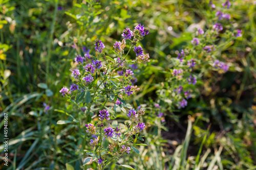 Stems of flowering alfalfa on field on a blurred background