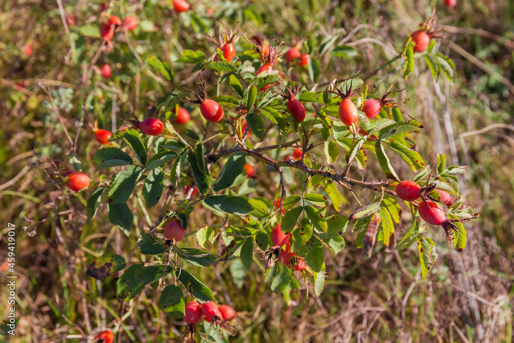 Dog rose branch with ripe red rose hips on meadow