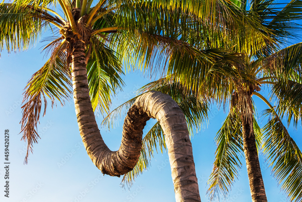 Obraz premium crooked palm tree against blue sky