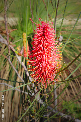 Exotic flower spike of Red Pokers bush  Hakea bucculenta  endemic to Western Australia