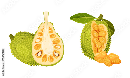 Jackfruit exotic tropical plant. Ripe sweet delicious fruit with seed coat and fibrous core vector illustration