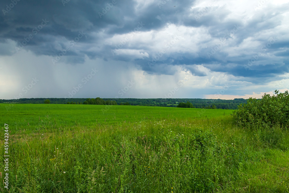 Fototapeta premium green landscape, field