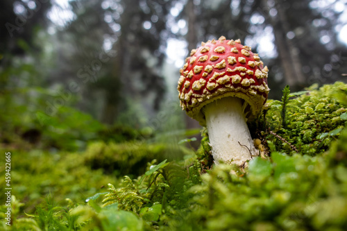 Amanita muscaria photo