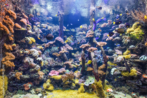 Underwater ocean - fish and coral reef