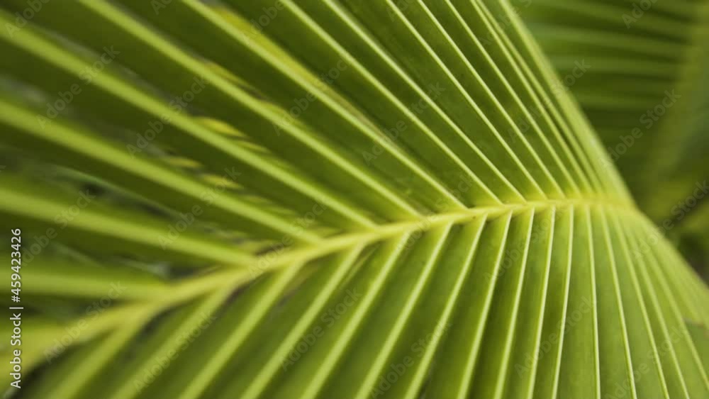 Green vibrant coconut palm tree in macro close up slider view