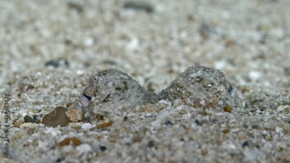 Buried Octopus Eyes poking eyes out of sand at Edithburgh 001 Buried Octopus Eyes poking eyes out of sand at Edithburgh 001