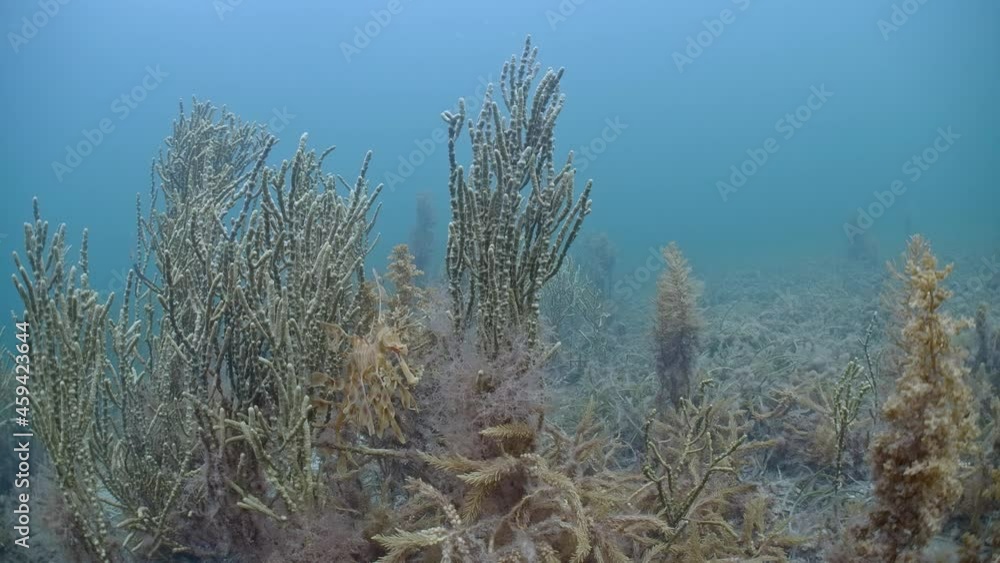 Leafy Seadragon holding onto weed wide at Edithburgh 001 Leafy Seadragon holding onto weed wide at Edithburgh 001